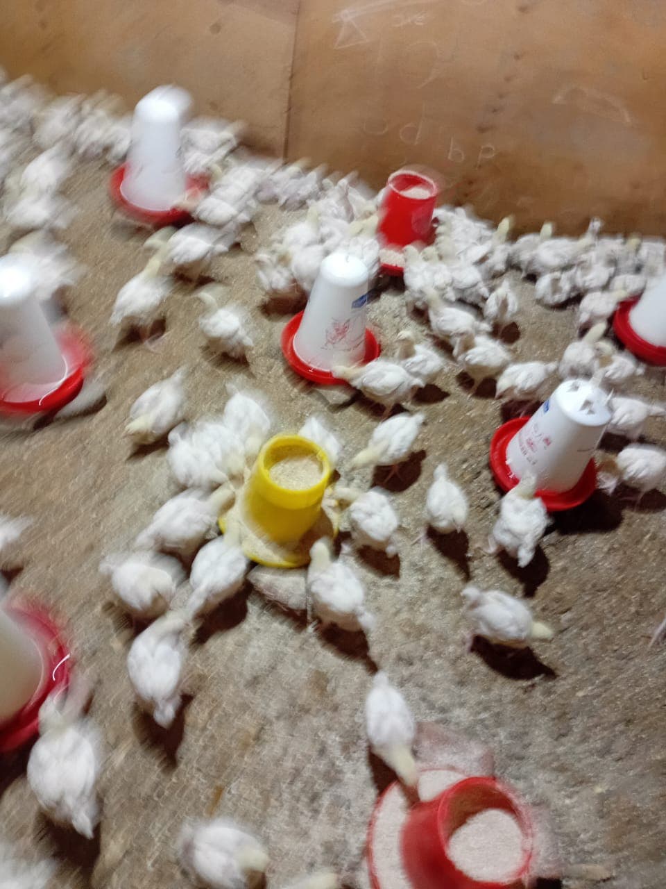 Empowering Young People Through Sustainable Poultry Farming