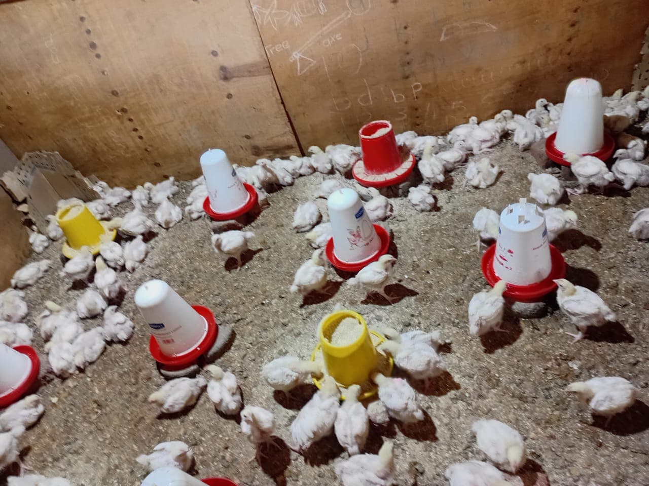 Poultry farming project